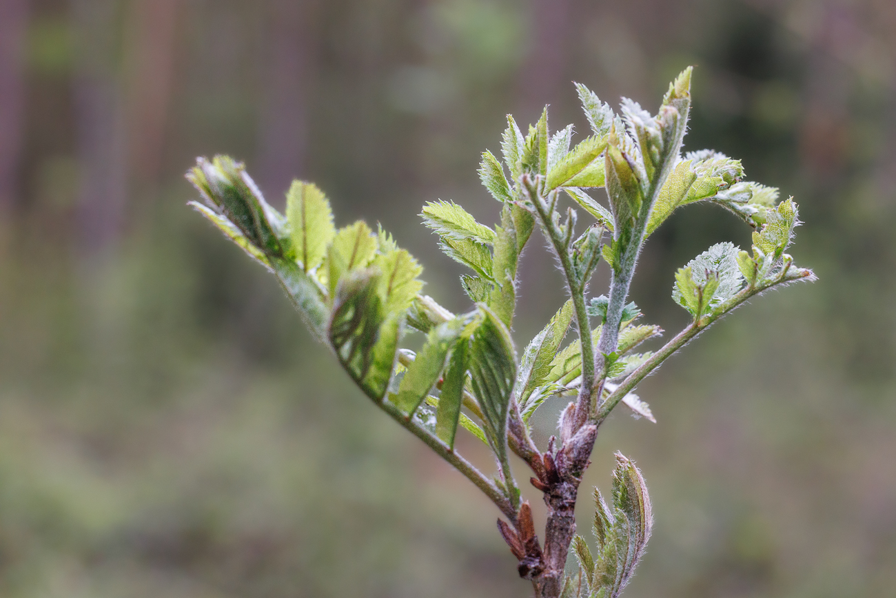 ... und voll ge&ouml;ffnet
