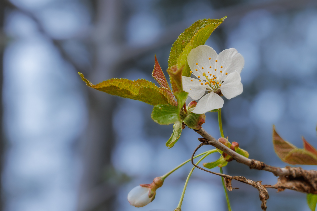 Vogelkirsche [Prunus avium]