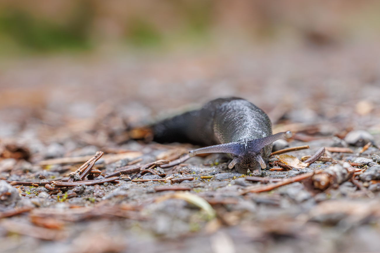 Schwarze Wegschnecke [Arion ater]