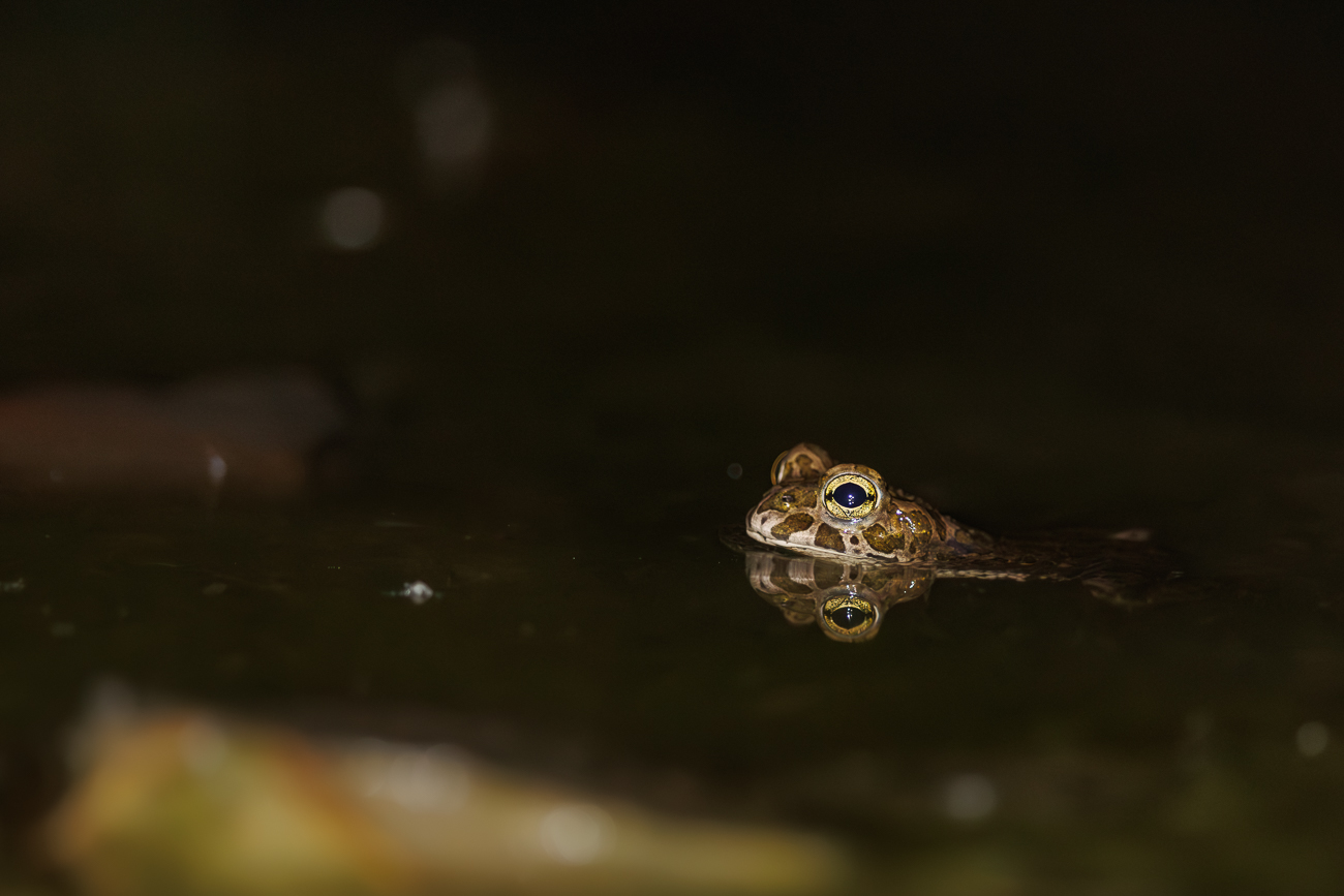 Am Teich empfing uns vielstimmiges Gequake der Kr&ouml;tenm&auml;nnchen ...