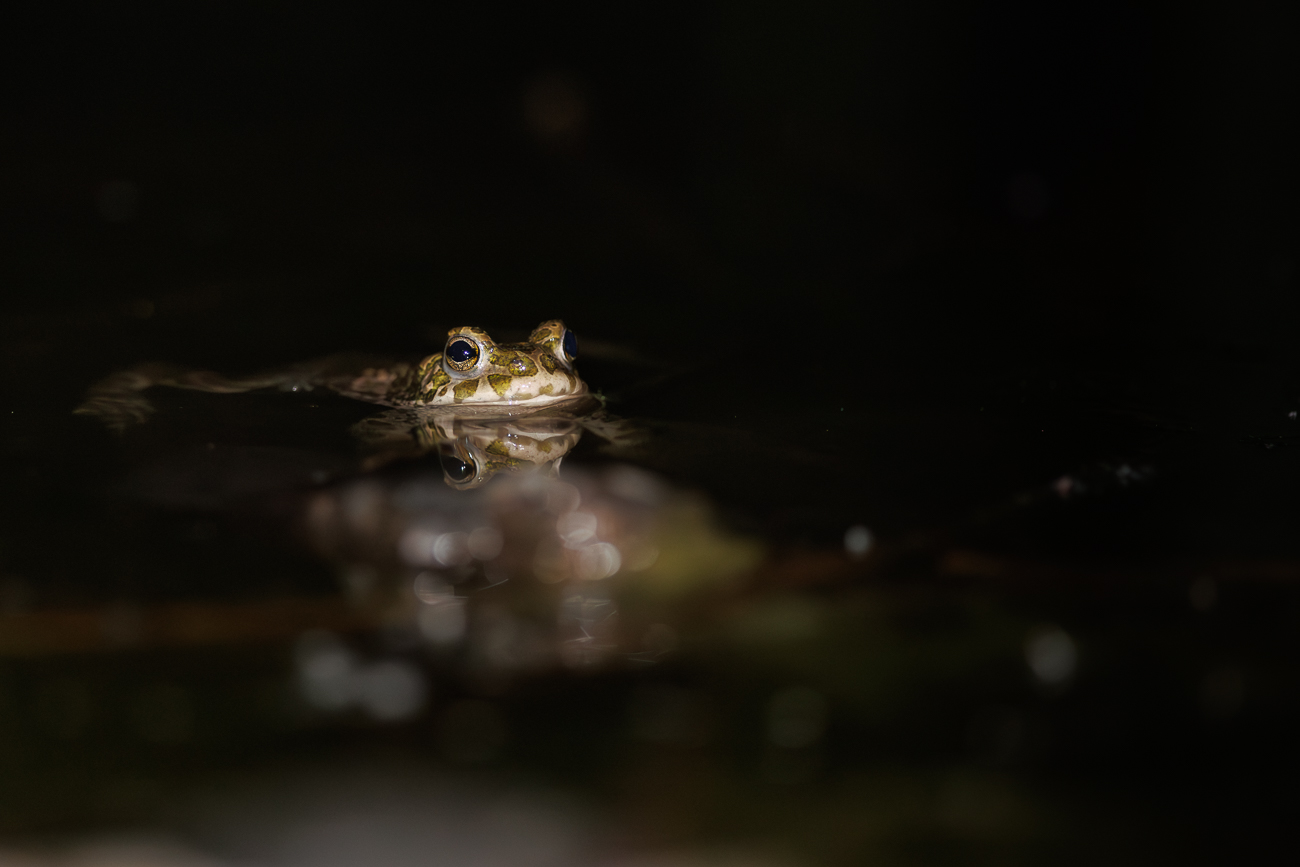 Wechselkr&ouml;te [Bufotes viridis]