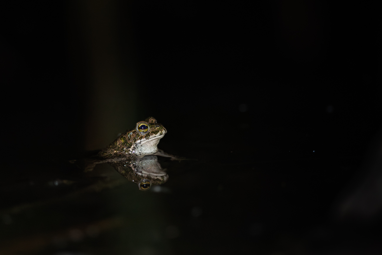 ... haben wir die Parungszeit bei den Amphibien auch nicht gest&ouml;rt