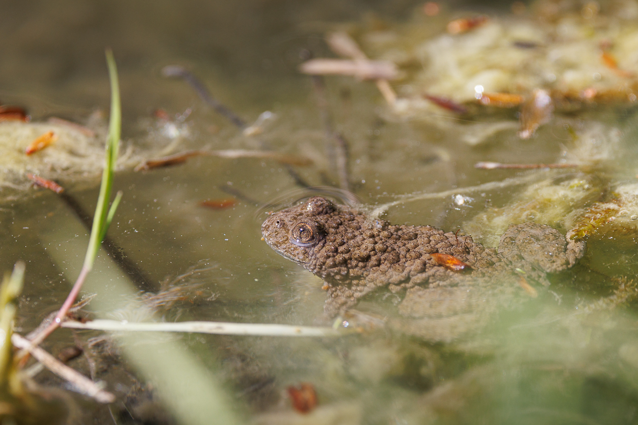 Die Gelbbauchunke, auch Bergunke genannt, geh&ouml;rt innerhalb der Klasse der Amphibien zur &bdquo;urt&uuml;mlichen&ldquo; Familie Bombinatoridae(in vielen &Uuml;bersichten wird sie aber noch zu den Scheibenz&uuml;nglern gestellt) und zur Gattung der Unken