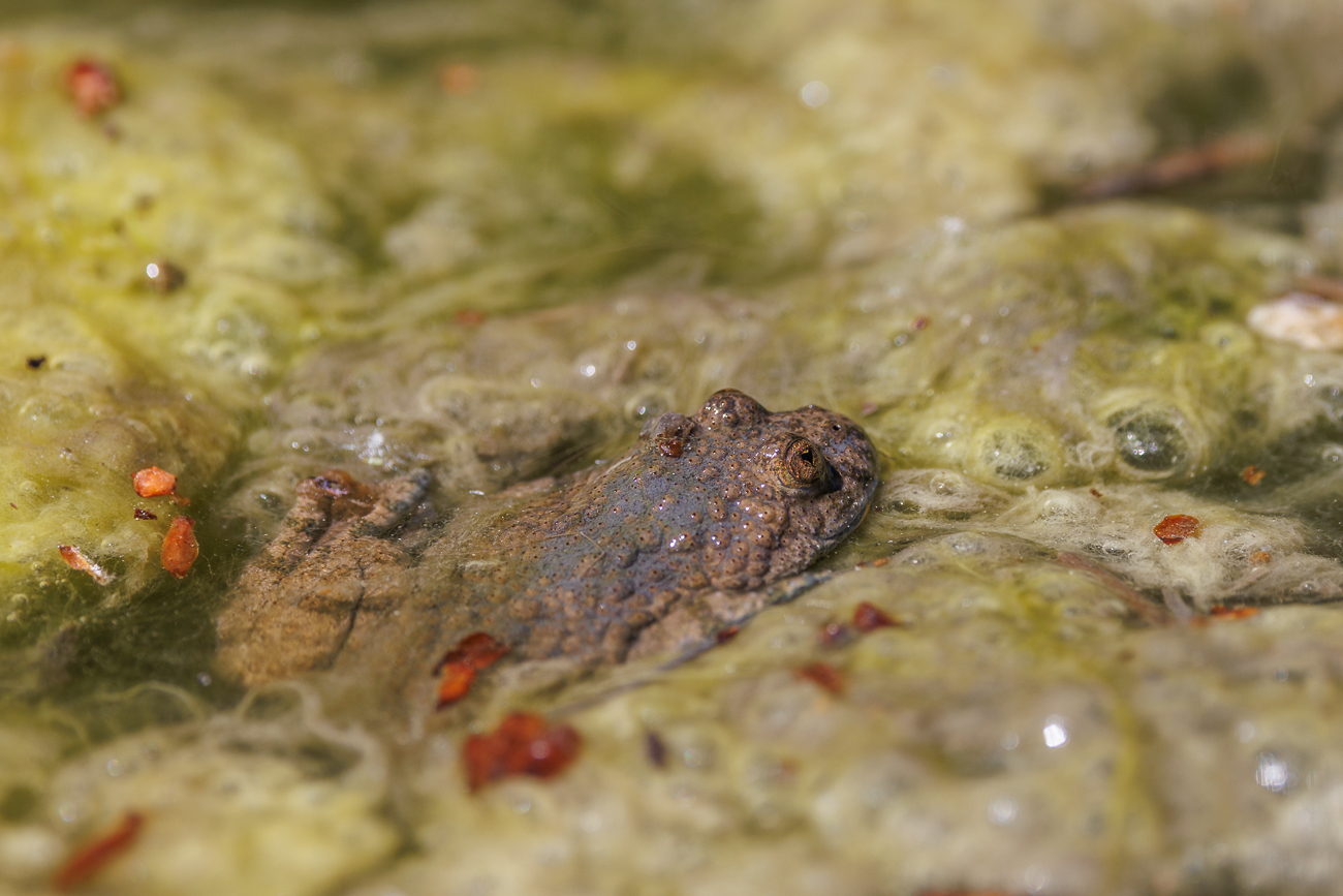 Der kleine, spitzwarzige Froschlurch hat eine unscheinbar gef&auml;rbte Oberseite, w&auml;hrend die Bauchseite eine leuchtend gelbe Warnf&auml;rbung aufweist