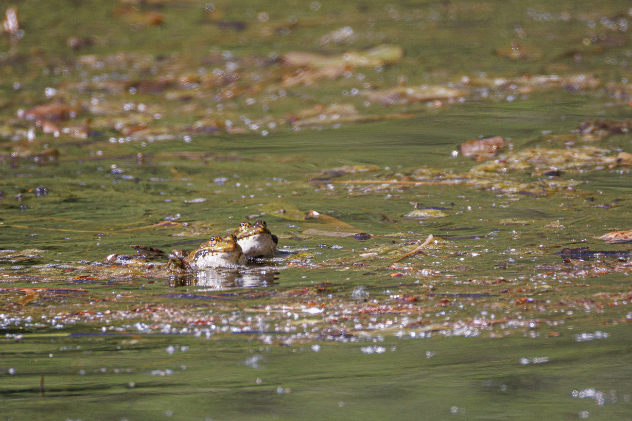 Seefr&ouml;sche [Pelophylax ridibundus] ...