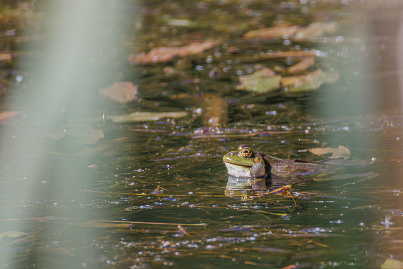 Der Frosch macht dicke Backen ...)