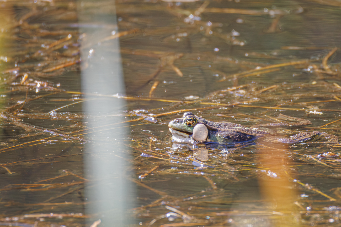 Um den Teich ist ein Heidenl&auml;rm, sch&ouml;n so etwas zu h&ouml;ren ;-)