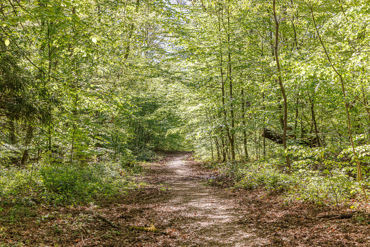 Mittlerweile sind alle Bl&auml;tter wieder an den B&auml;umen ;-)