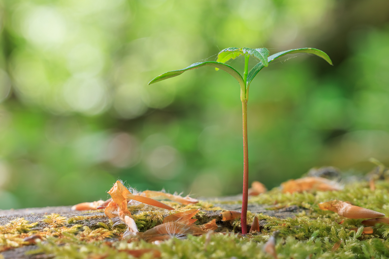 Spr&ouml;&szlig;ling auf einem Baumstumpf