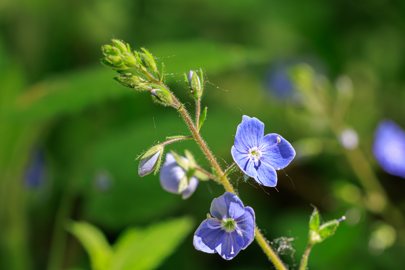Berg-Ehrenpreis [Veronica montana]