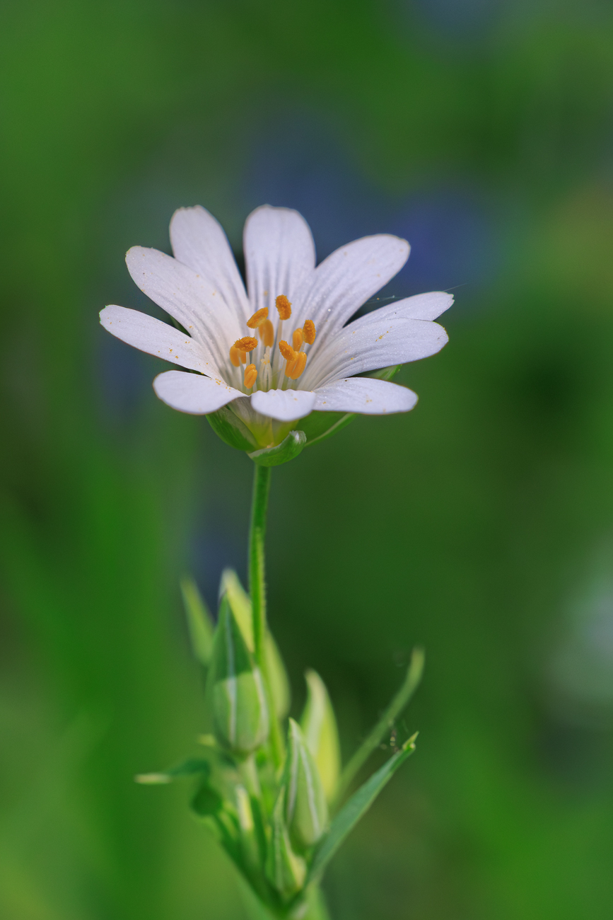 Gro&szlig;e Sternmiere [Rabelera holostea]