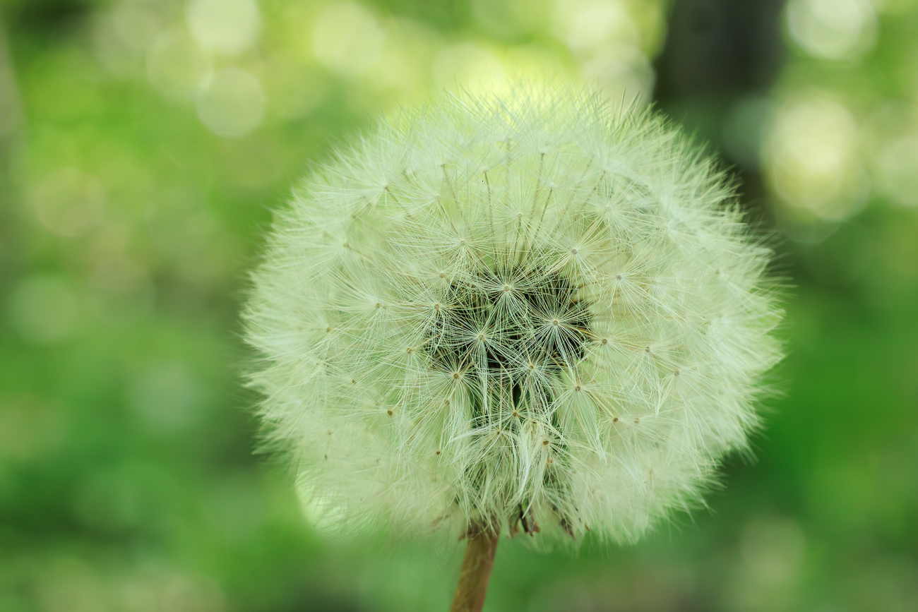 Ger&ouml;teter L&ouml;wenzahn [Taraxacum rubicundum]