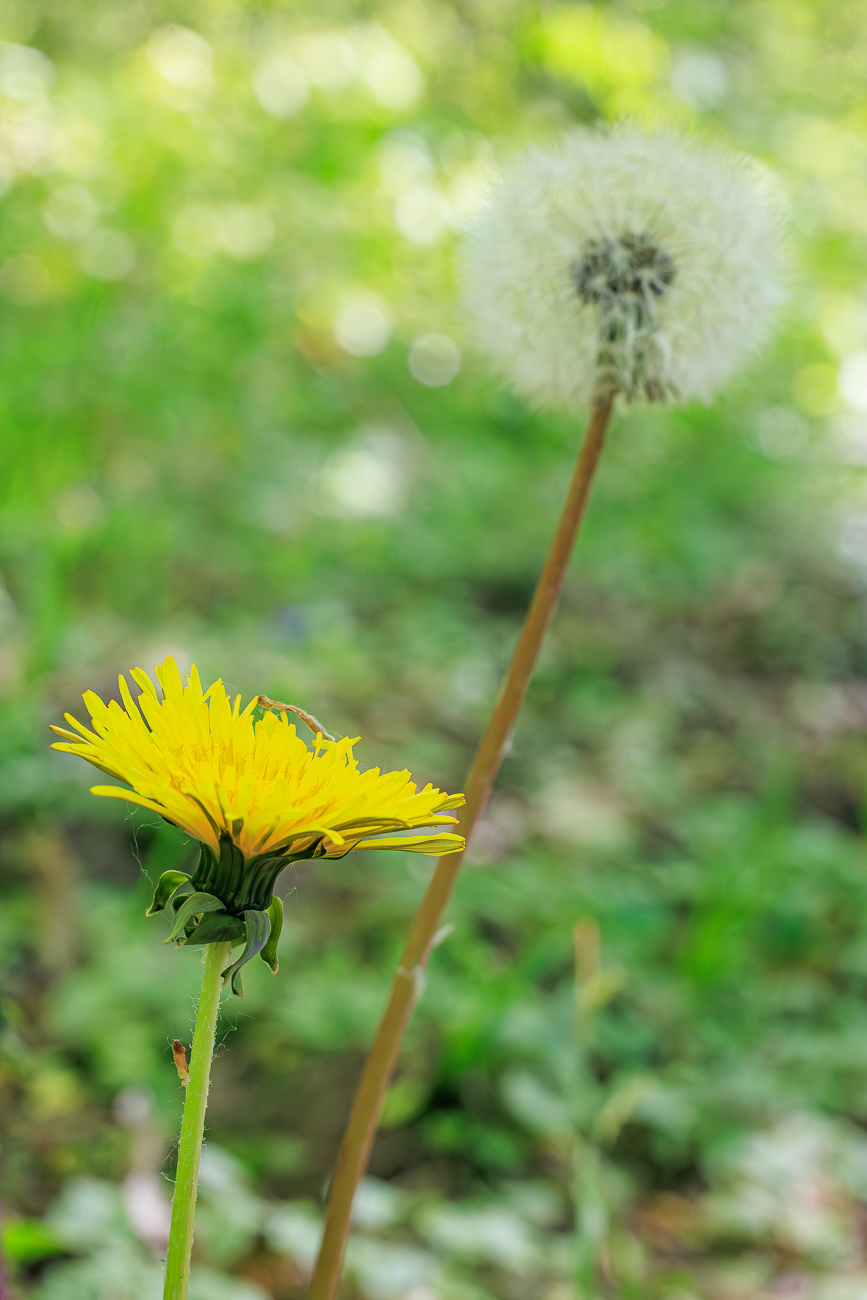 Ger&ouml;teter L&ouml;wenzahn [Taraxacum rubicundum]