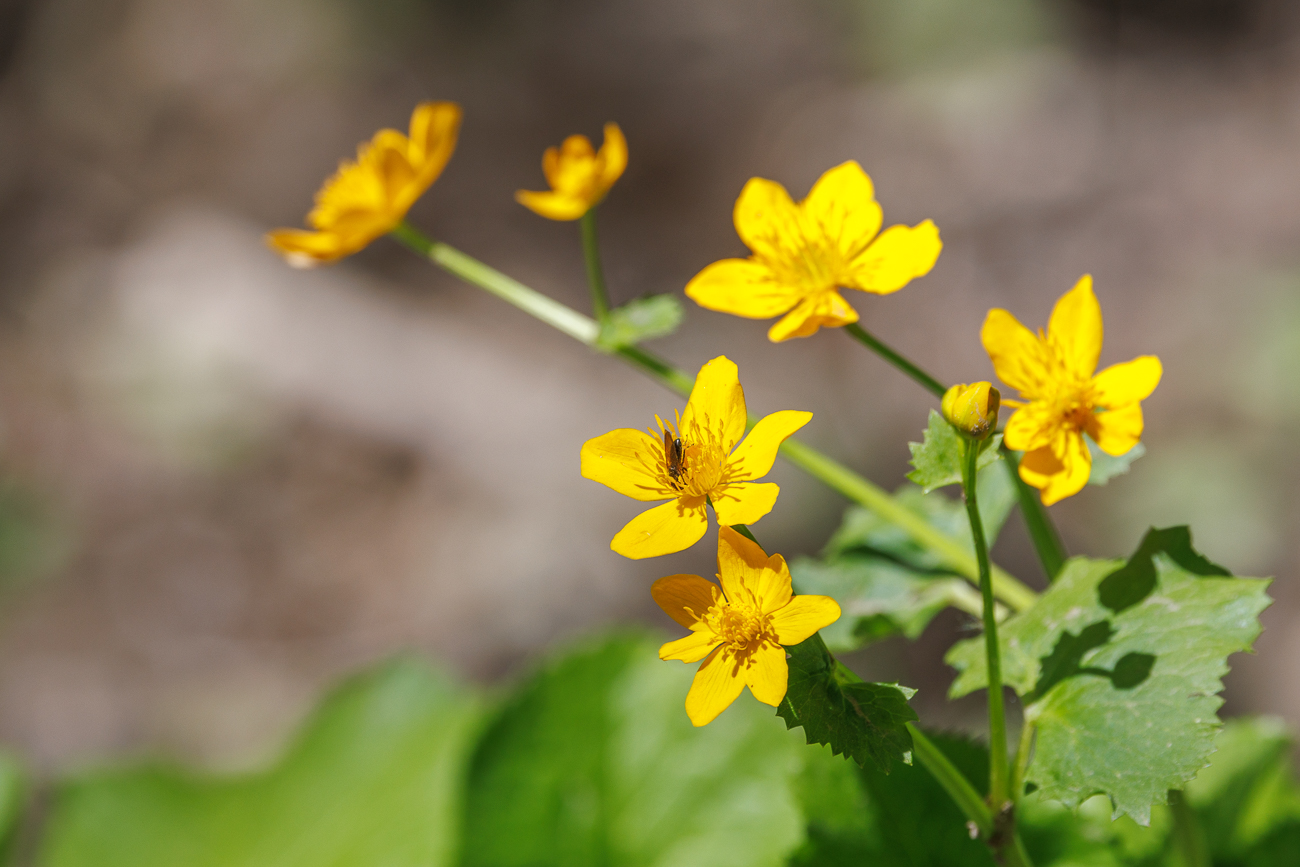 Sumpfdotterblume [Caltha palustris]