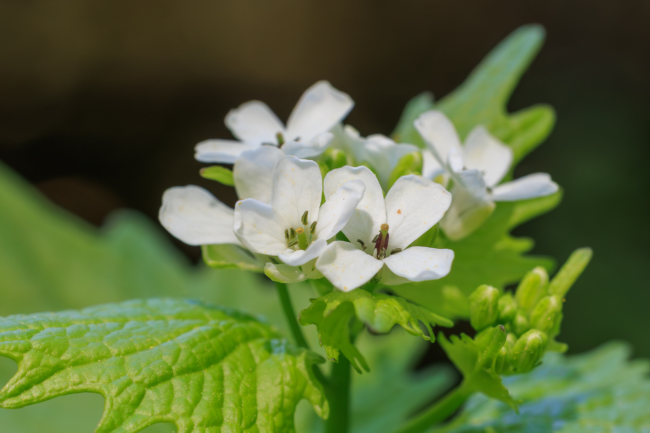 Gew&ouml;hnliche Knoblauchsrauke [Alliaria petiolata]