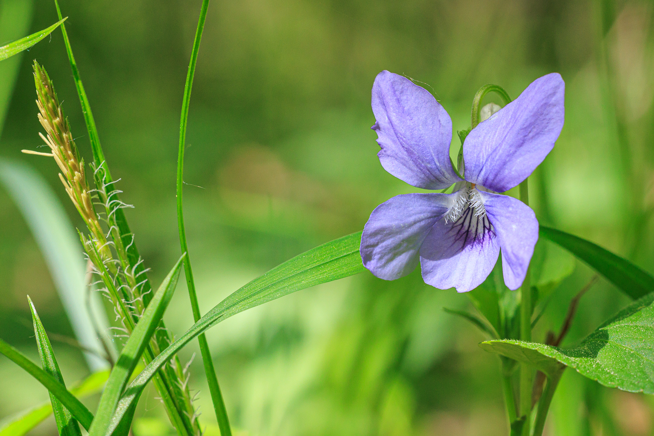 Hain-Veilchen [Viola riviniana]