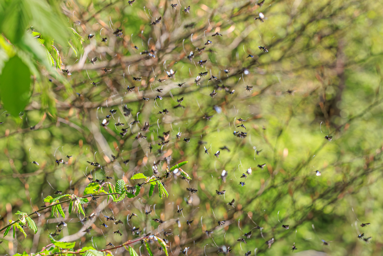 Schw&auml;rmende Eintagsfliegen