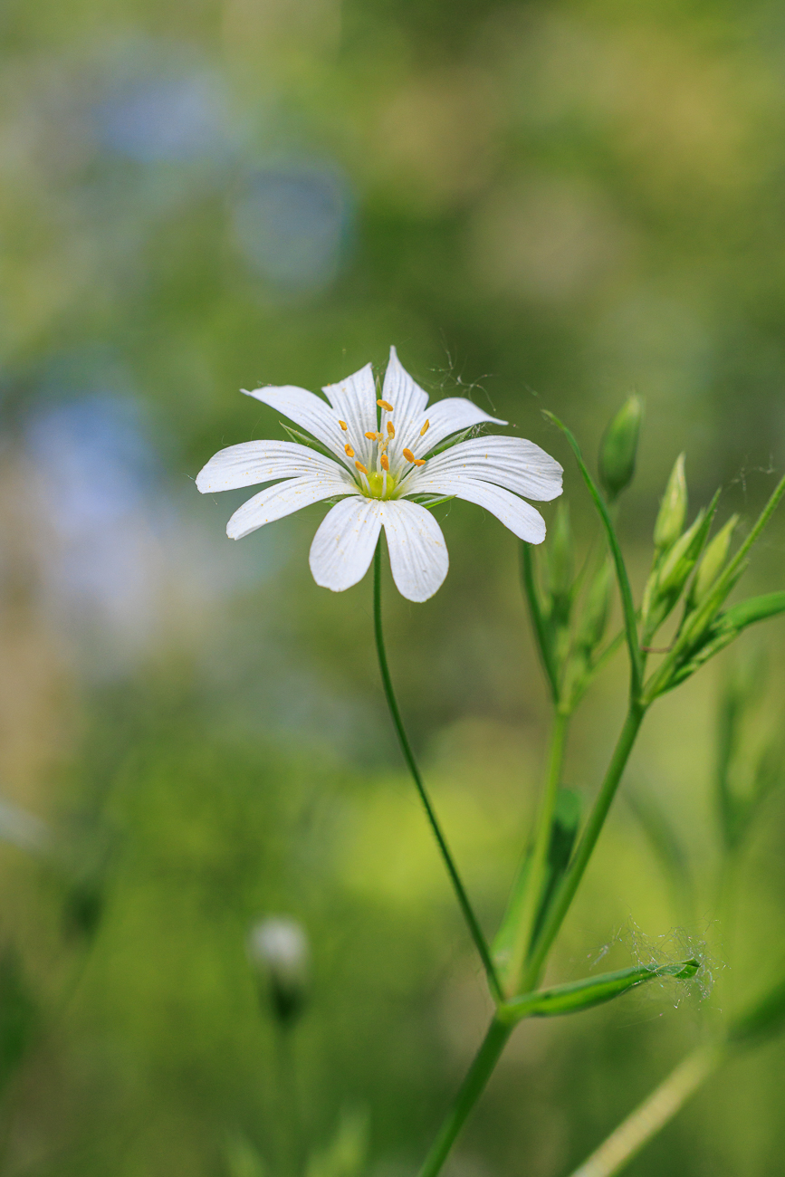 Gro&szlig;e Sternmiere [Rabelera holostea]
