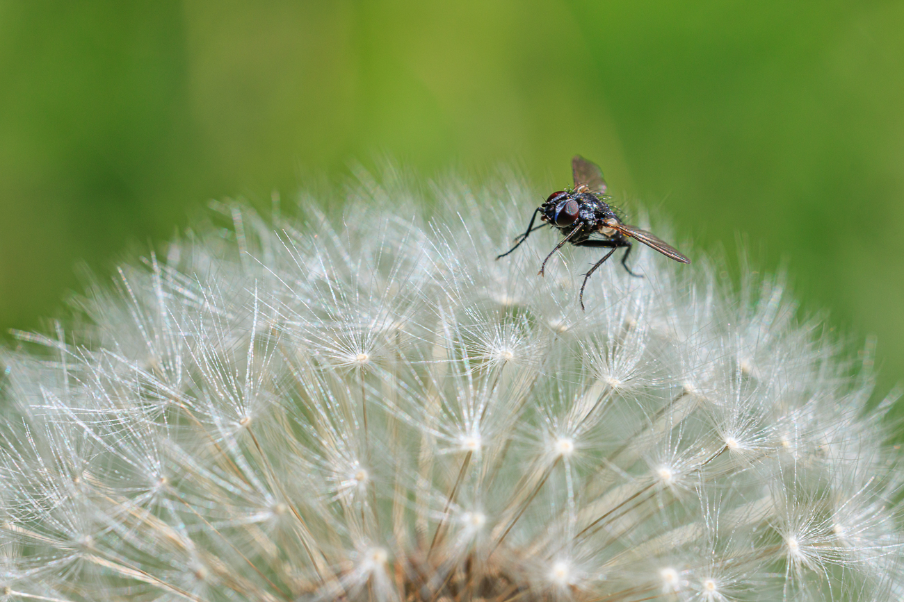 Fliege auf L&ouml;wenzahn