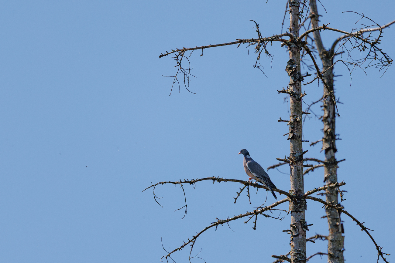 Ringeltaube [Columba palumbus]
