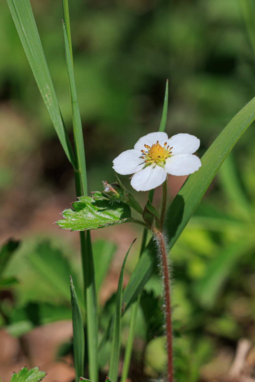 Wald-Erdbeere [Fragaria vesca]