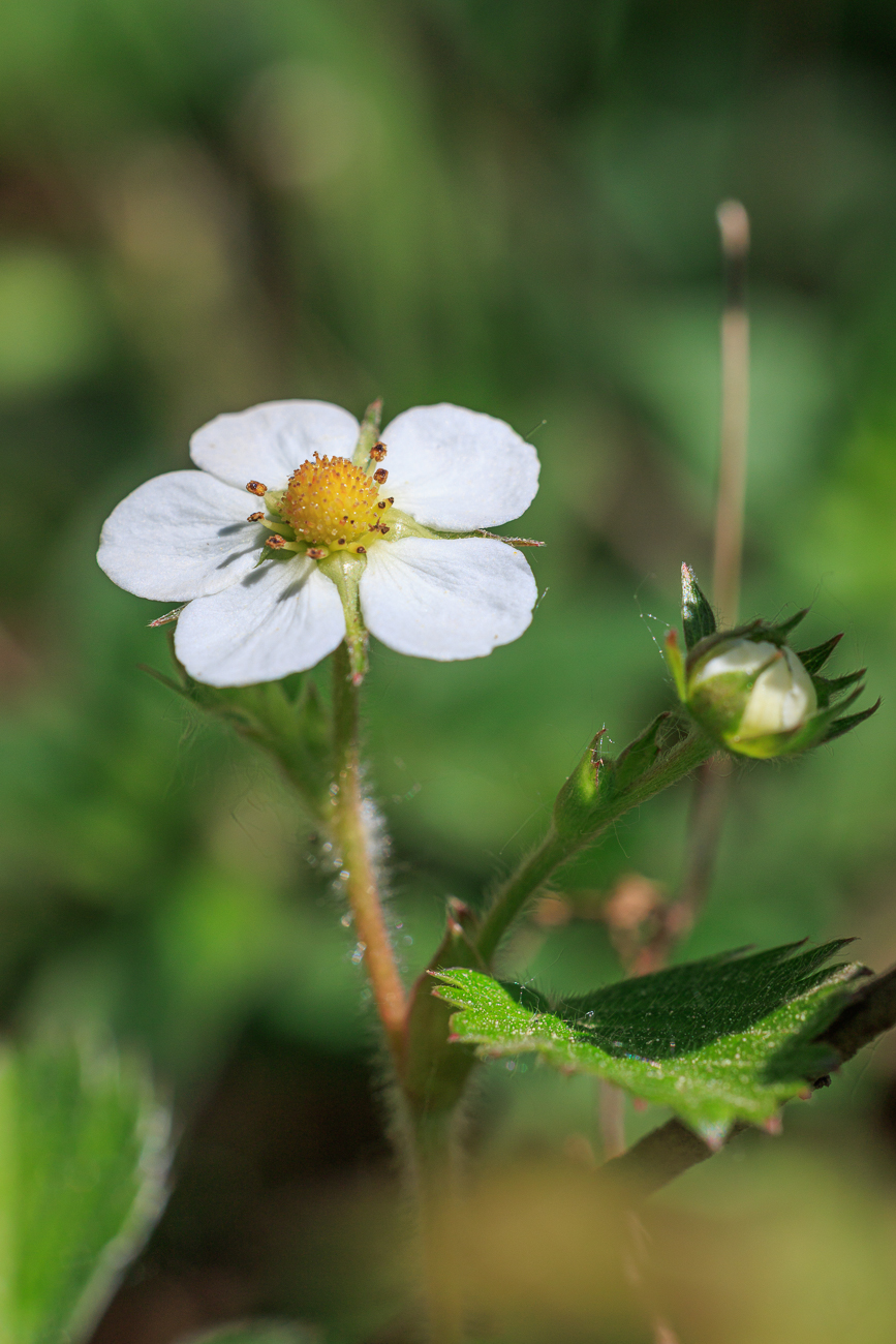 Wald-Erdbeere [Fragaria vesca]