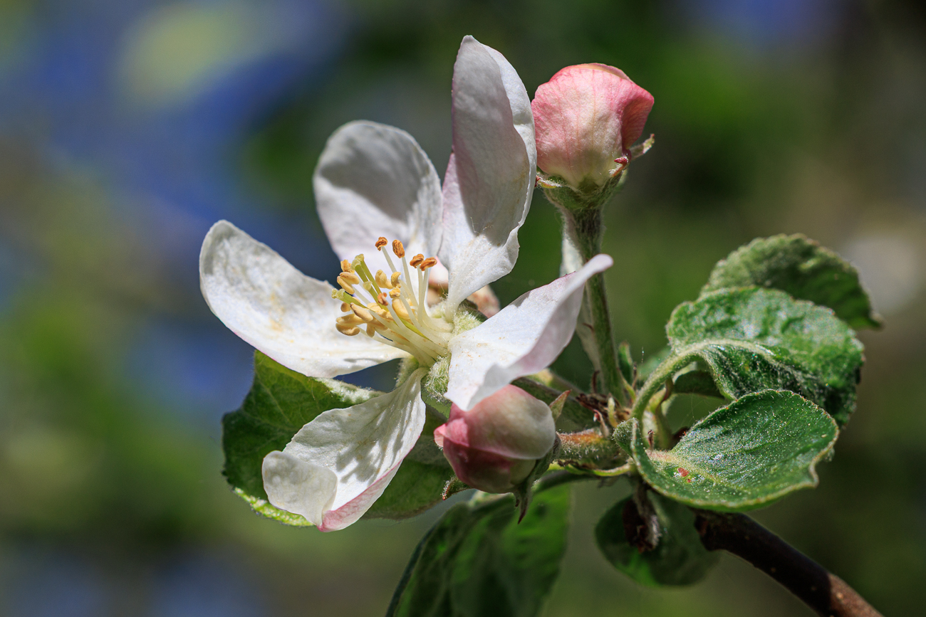 Wild-Apfel [Malus sylvetris]