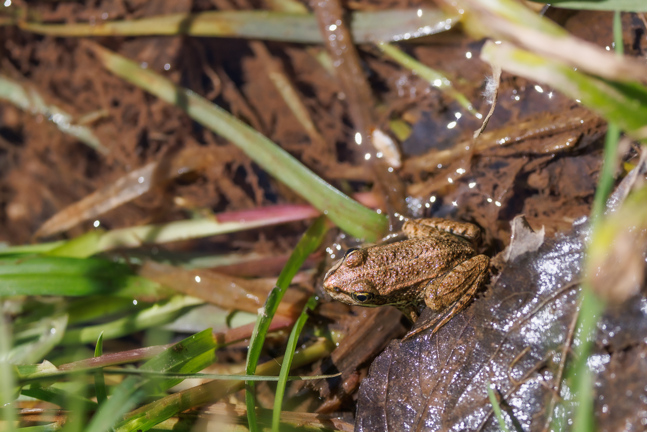 Vermutlich ein junger Teichfrosch [Pelophylax esculentus]