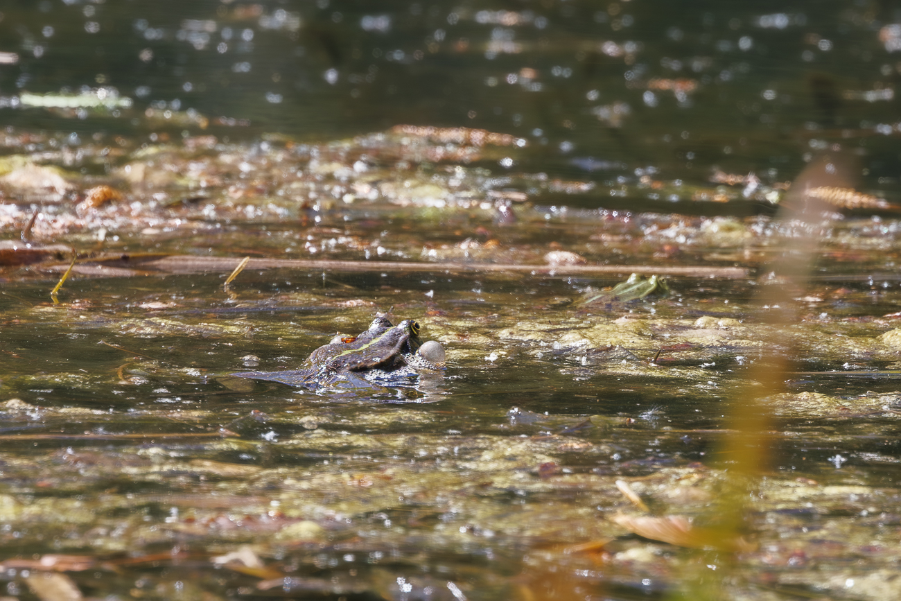Vermutlich ein Teichfrosch [Pelophylax esculentus]