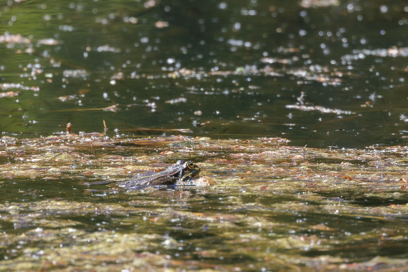 Vermutlich ein Teichfrosch [Pelophylax esculentus]
