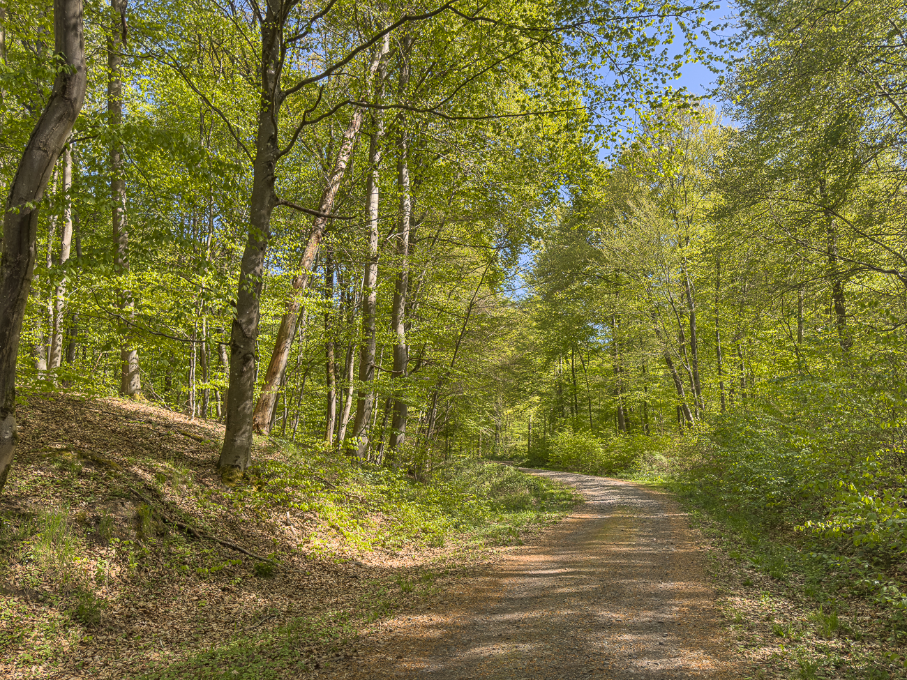 Sch&ouml;ner Waldweg