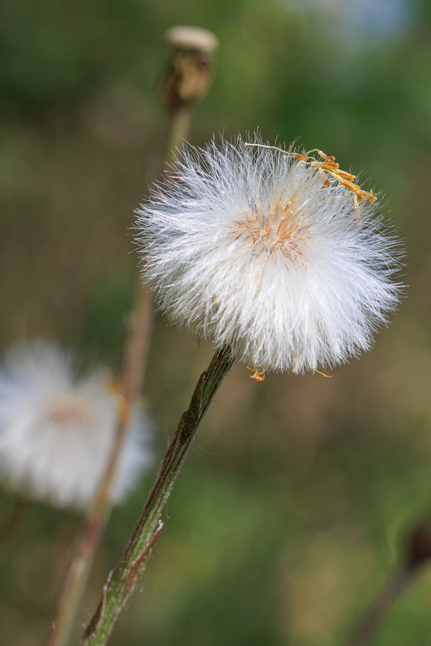 Huflattich [Tussilago farfara]