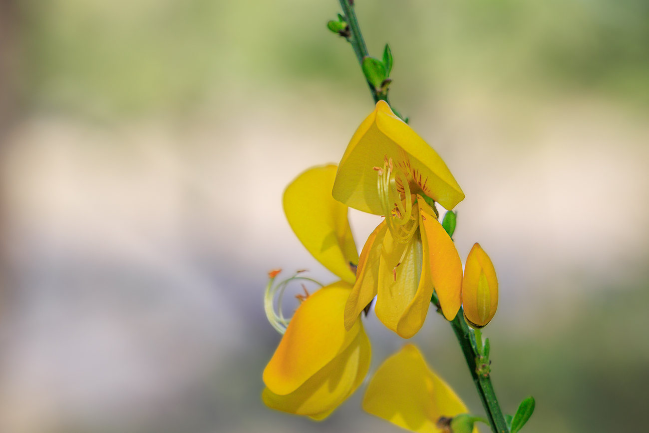 Besenginster [Cytisus scoparius]