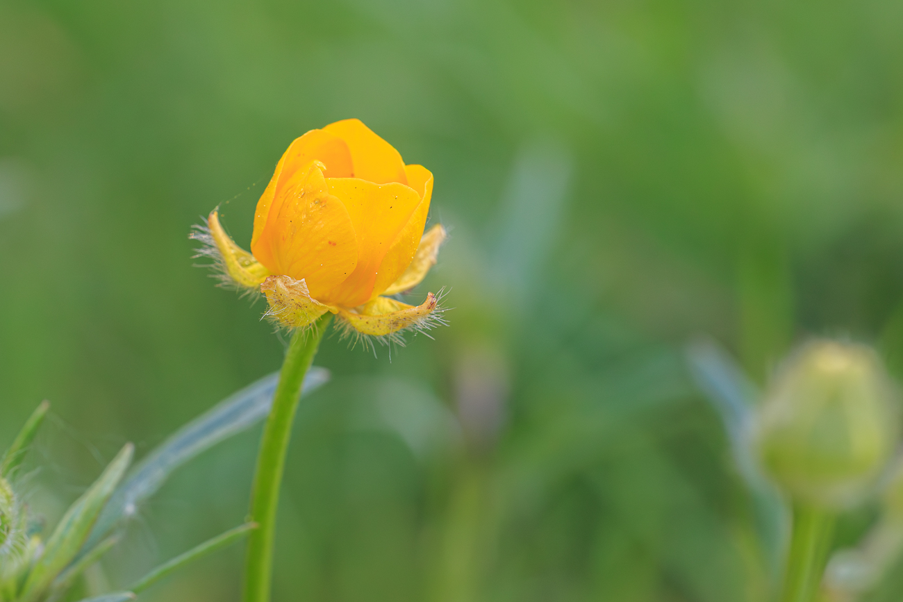 Vielbl&uuml;tiger Hahnenfu&szlig; [Ranunculus polyanthemos]