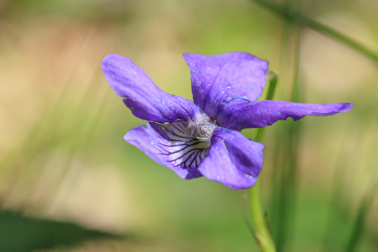 Hain-Veilchen [Viola riviniana]