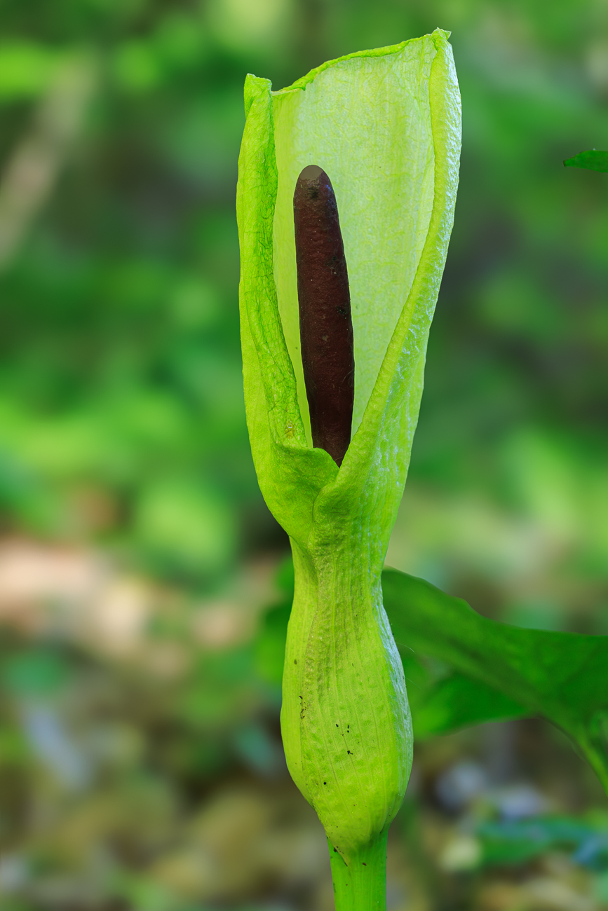 Gefleckter Aronstab [Arum maculatum]