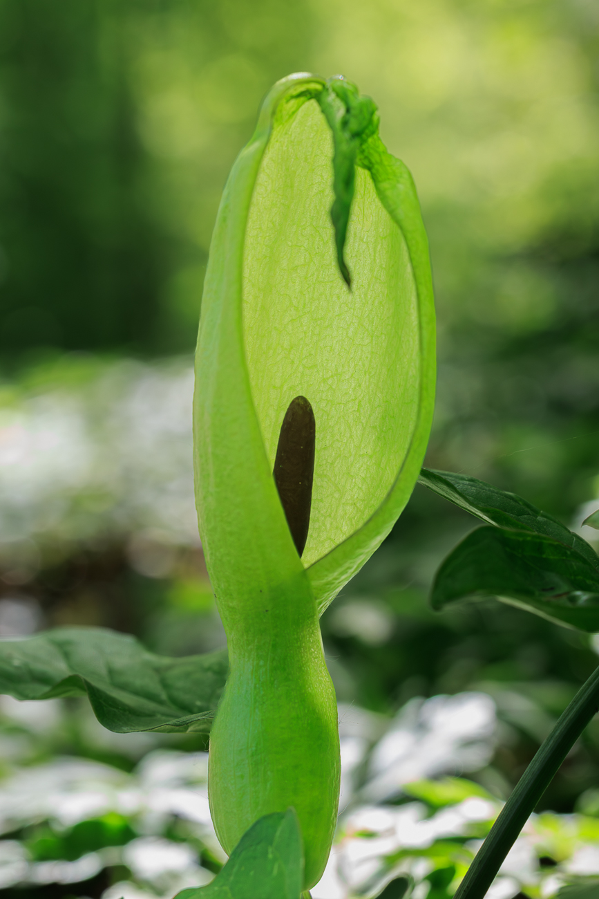 Gefleckter Aronstab [Arum maculatum]