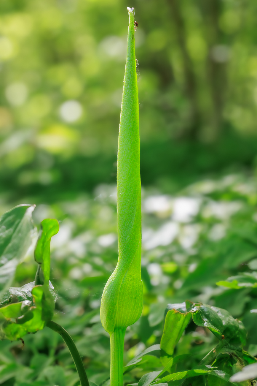 Gefleckter Aronstab [Arum maculatum]