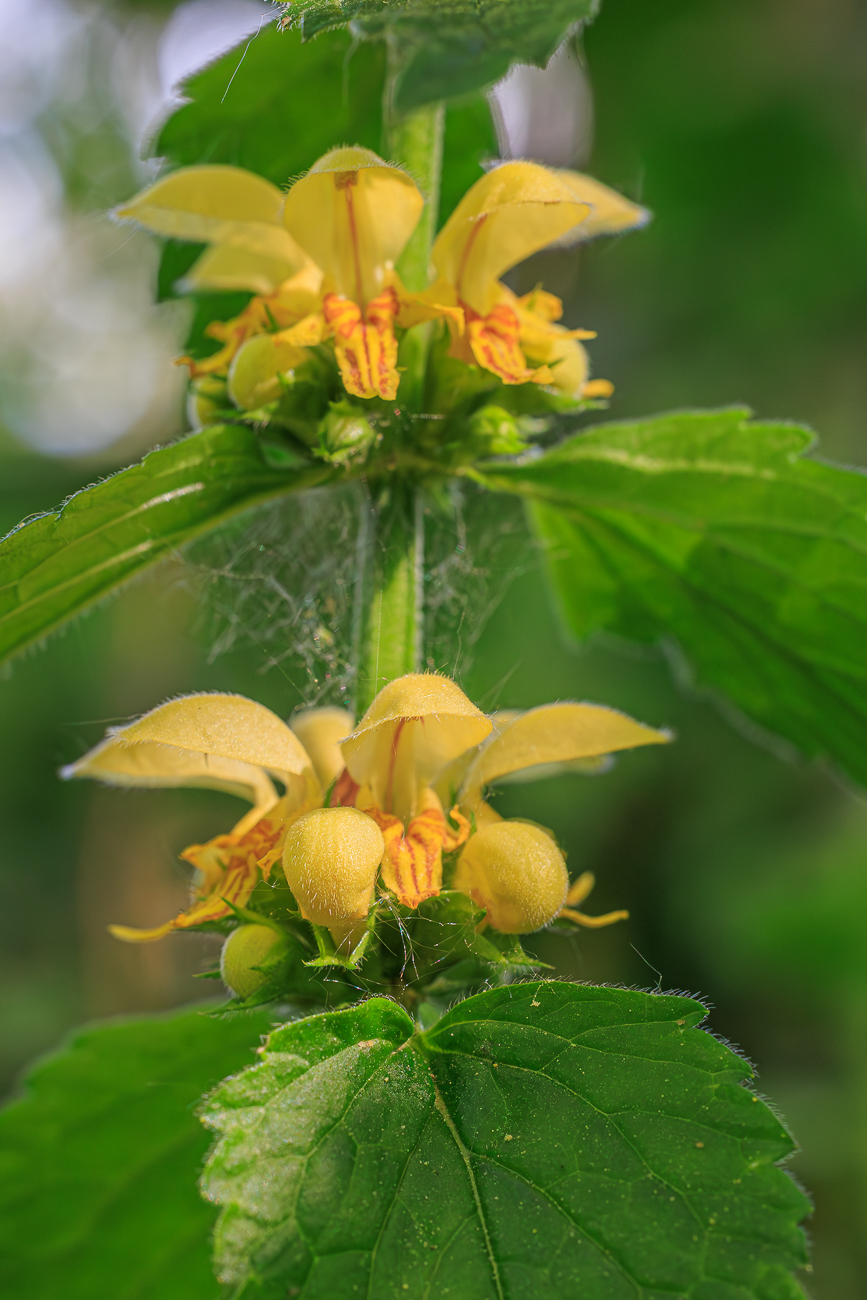 Echte Goldnessel [Lamium galeobdolon]