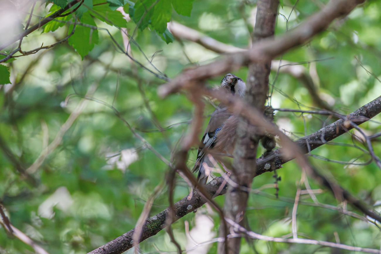 Versteckter Eichelh&auml;her [Garrulus glandarius]