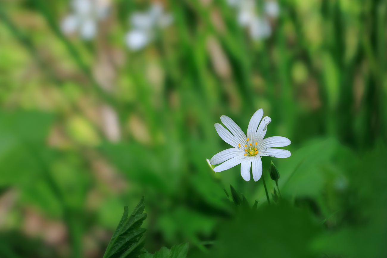 Gro&szlig;e Sternmiere [Rabalera holostea]