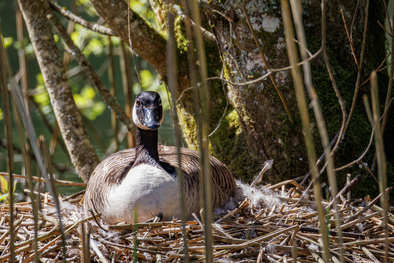 Br&uuml;tende Kanadagans [Branta canadensis]