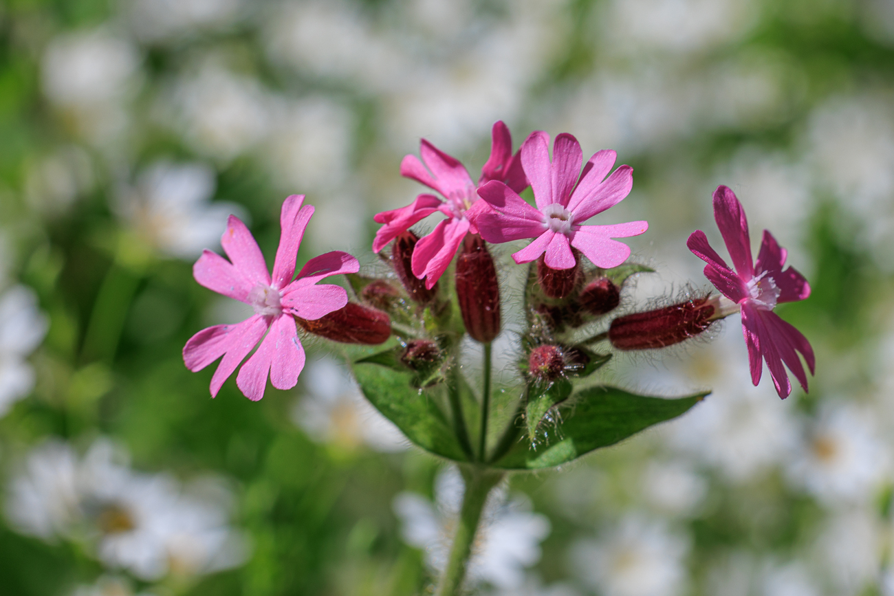 Rote Lichtnelke [Silene dioica]