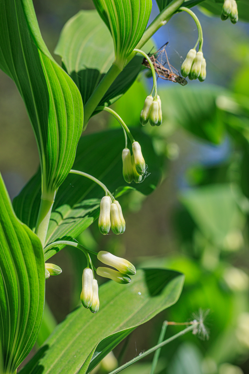 Vielbl&uuml;tiges Salomonssiegel [Polygonatum multiflorum]