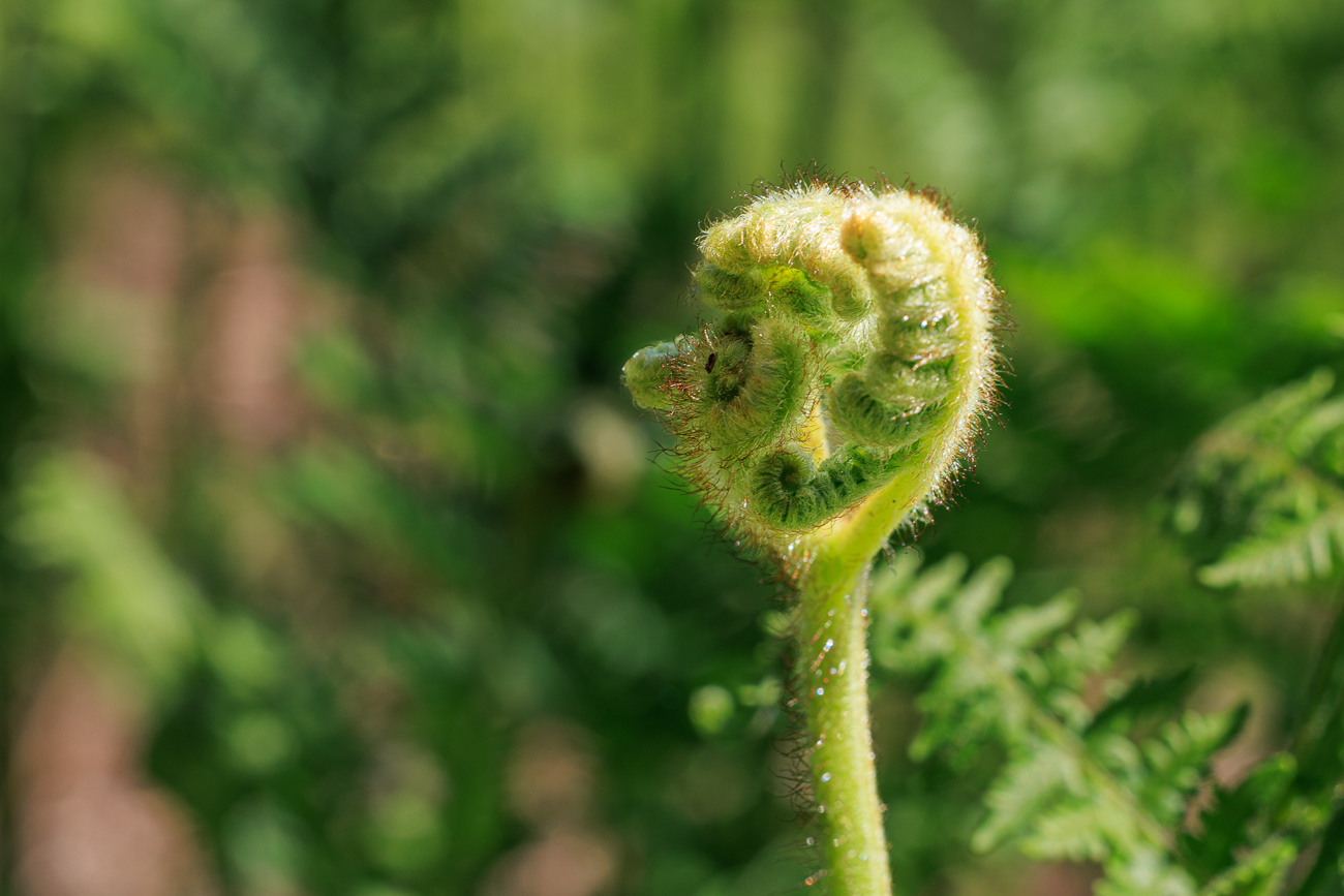 Adlerfarn [Pteridium aquilinum]