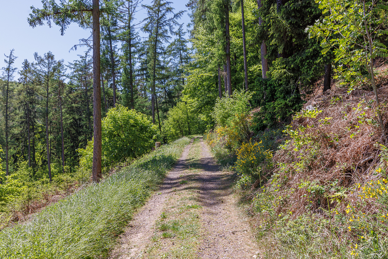Sonniger Waldweg