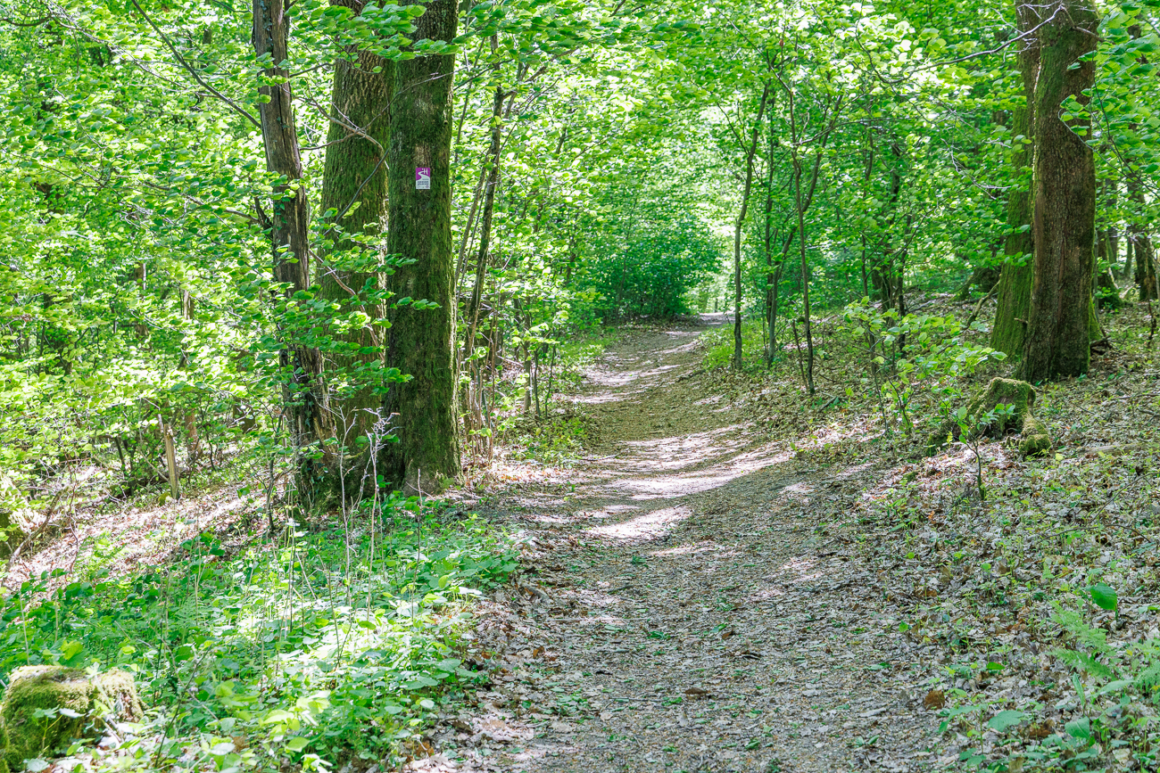 Schattiger Waldweg