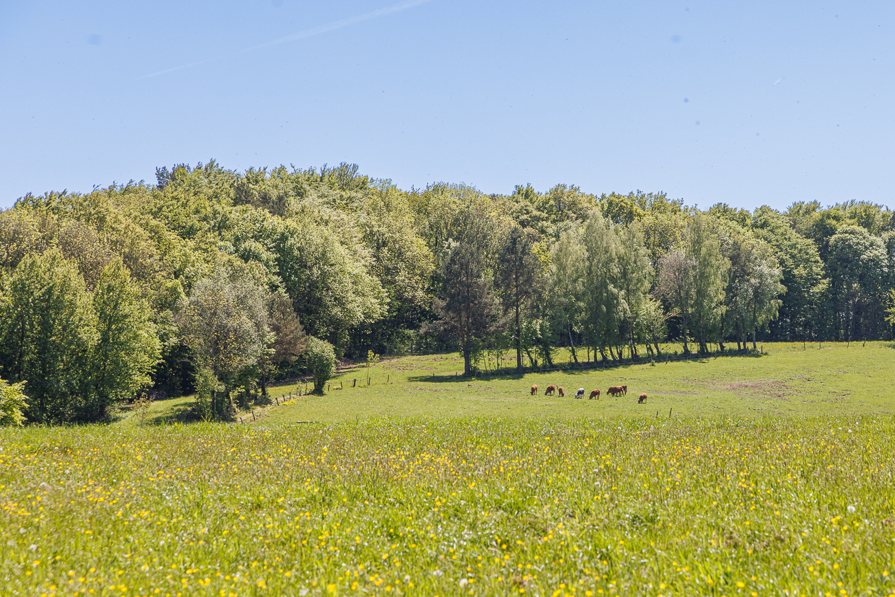 Weidende Kühe