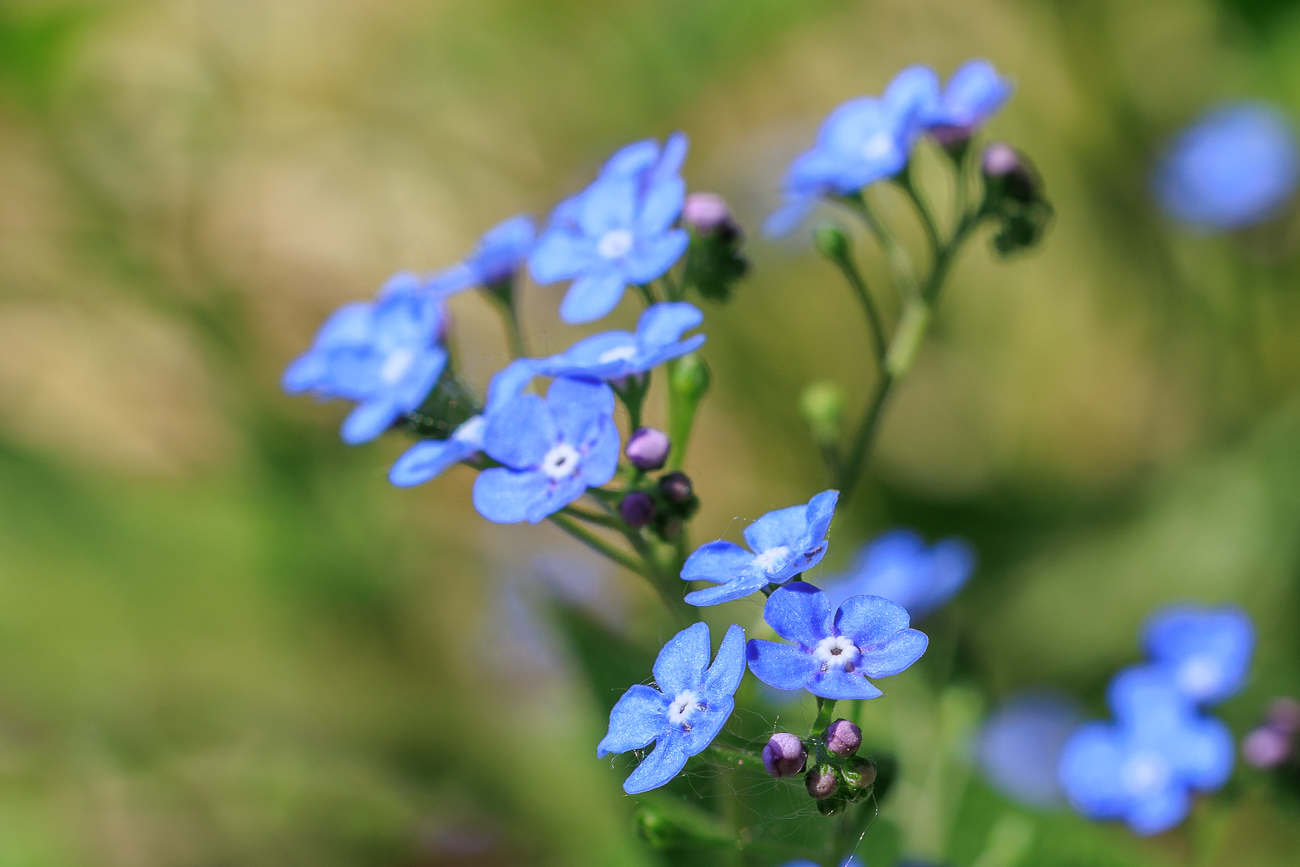 Gro&szlig;es Vergissmeinnicht [Omphalodes verna Moench]