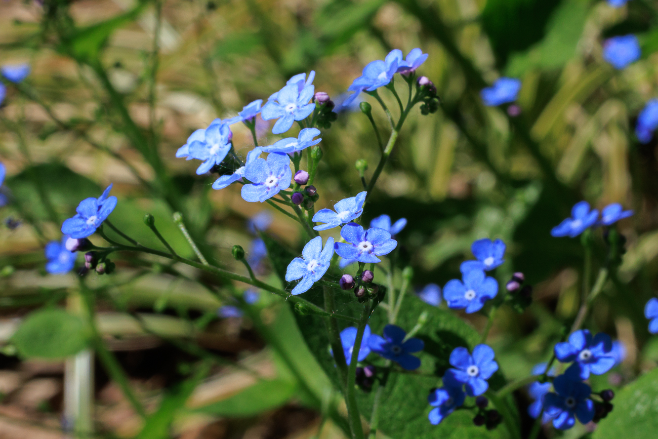 Gro&szlig;es Vergissmeinnicht [Omphalodes verna Moench]